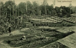 Menjaga Akar Deli: Mengapa Aset PTPN Tak Boleh Tumbang oleh Kepentingan?