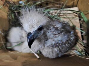 Burung dan Monyet Gagal Dikirim, Petugas Telusuri Pengirim dan Penerima