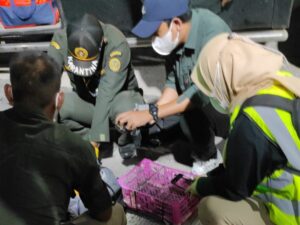 63 Burung Asal Sumsel dalam Bus Gagal Diselundupkan ke Serang