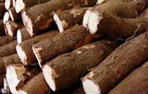 Kanker Sembuh Hanya Makan Singkong