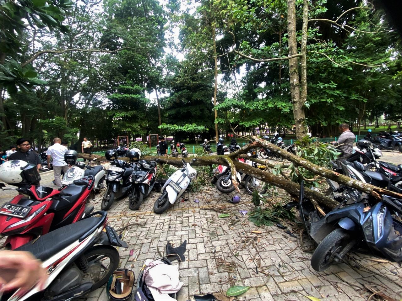 Pohon tumbang timpa motor.