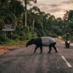 Tapir di Mesuji.