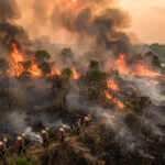 Hutan terbakar.