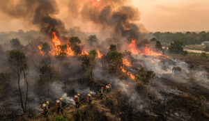 Hutan Taman Nasional Way Kambas Terbakar